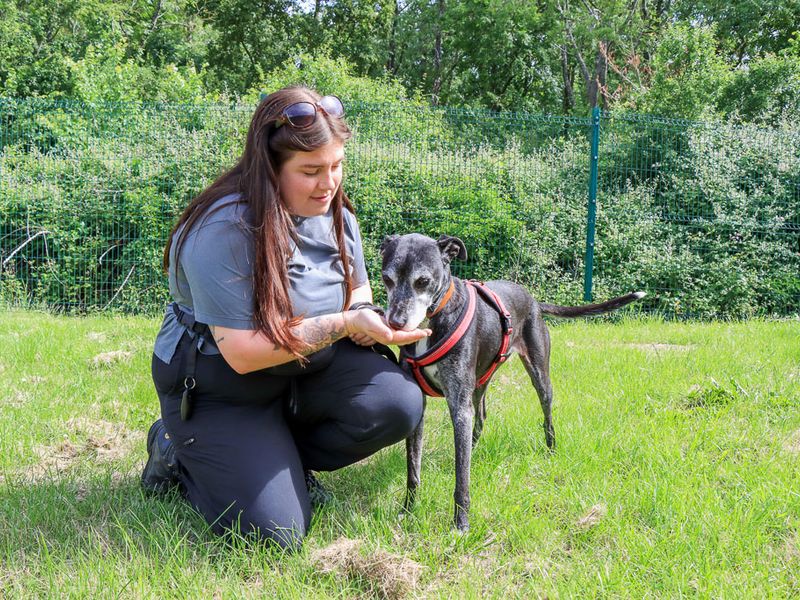 undefined | Lurcher | undefined - 2