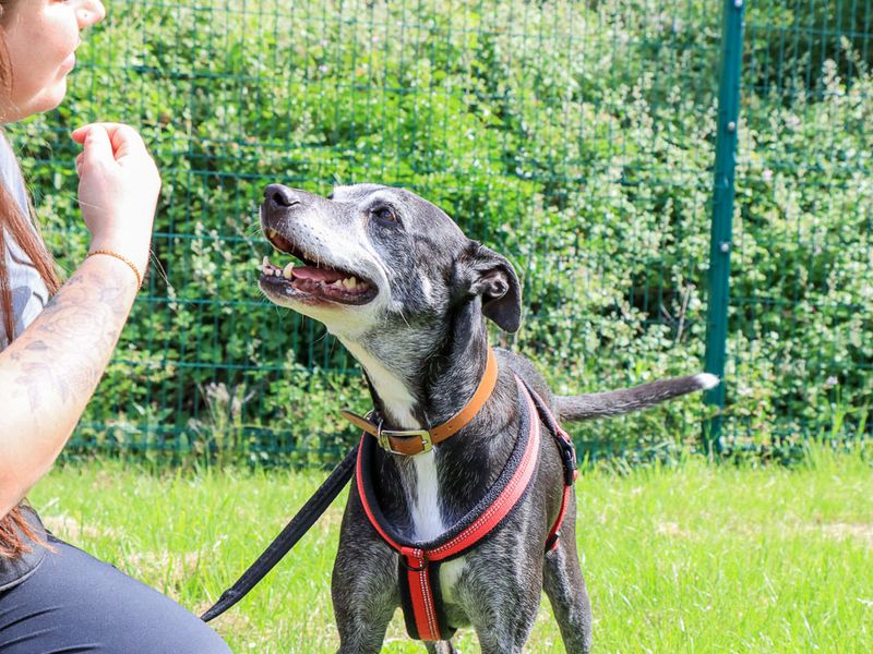 undefined | Lurcher | undefined - 4