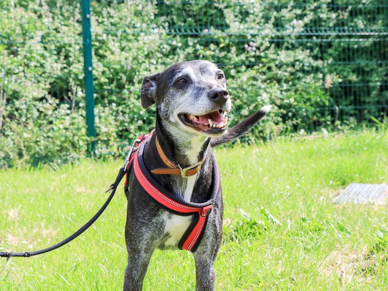 undefined | Lurcher | undefined - 1