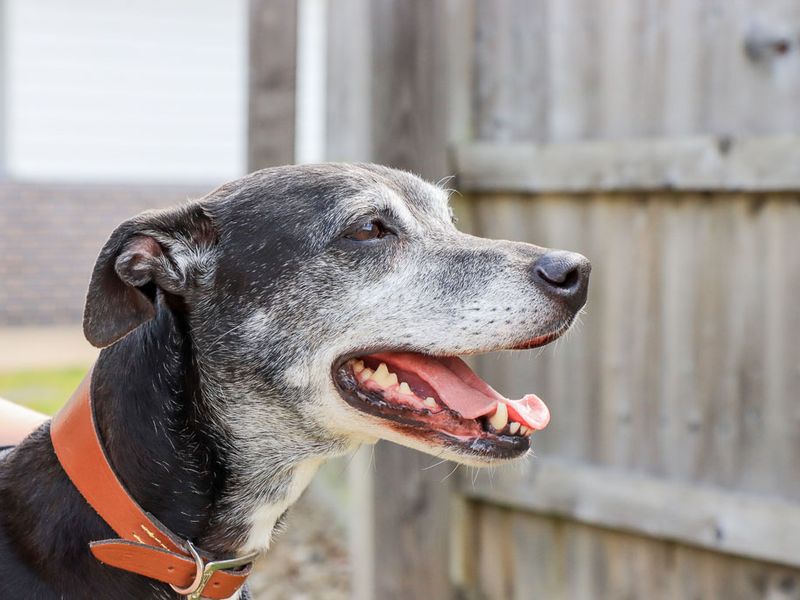 undefined | Lurcher | undefined - 3