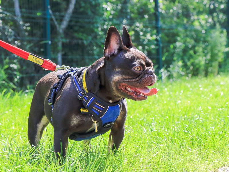 undefined | French Bulldog | undefined - 4