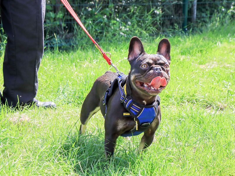 undefined | French Bulldog | undefined - 1