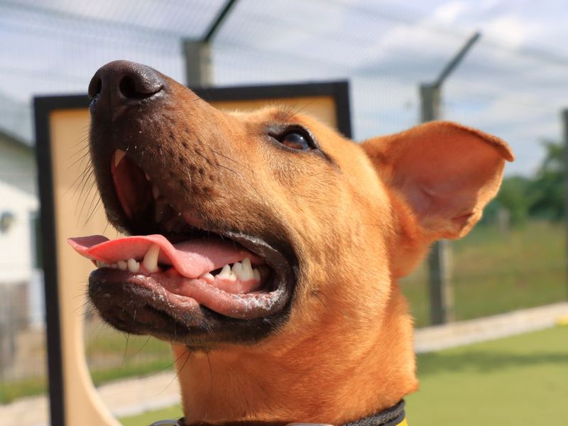 Nola | Crossbreed | Evesham (Worcestershire) - 4