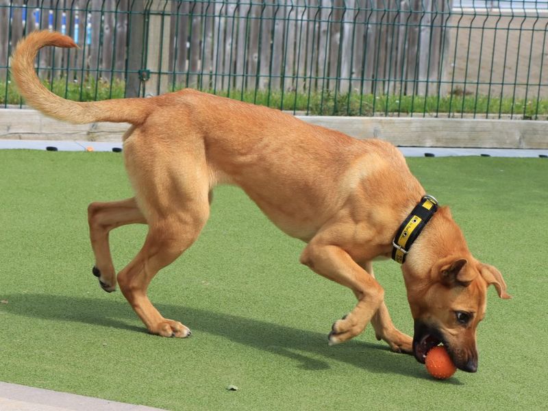 Nola | Crossbreed | Evesham (Worcestershire) - 1