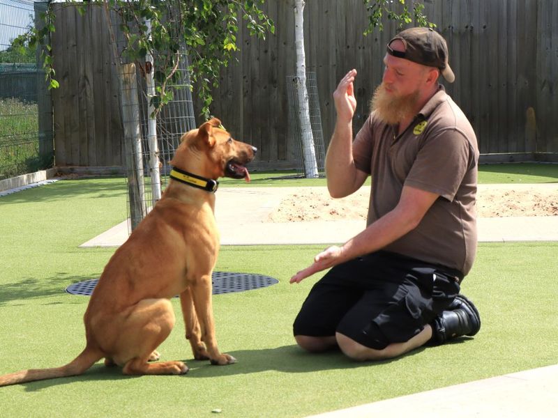 Nola | Crossbreed | Evesham (Worcestershire) - 3