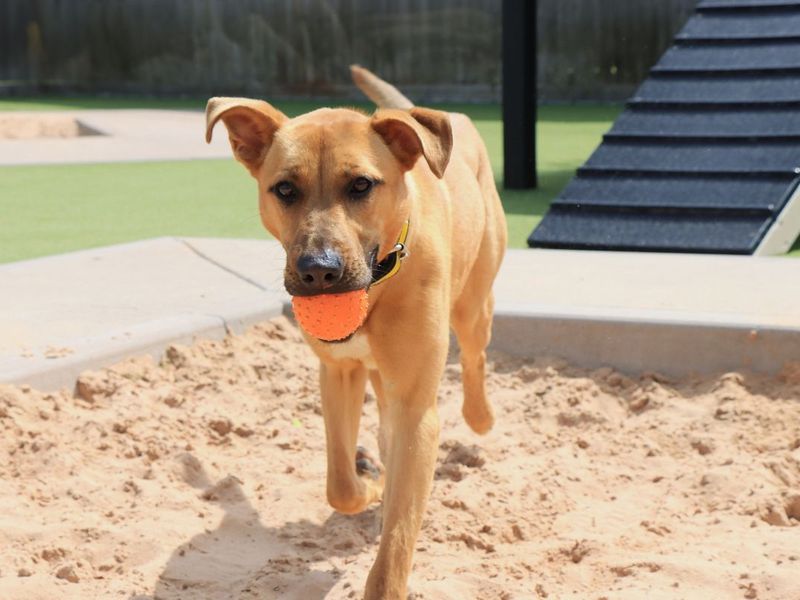 Nola | Crossbreed | Evesham (Worcestershire) - 2