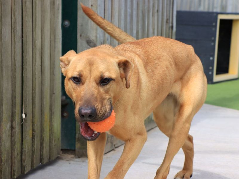 Nola | Crossbreed | Evesham (Worcestershire) - 6