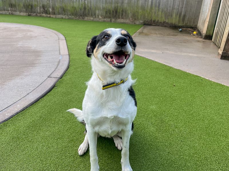 Border Collie Dogs And Puppies For Adoption