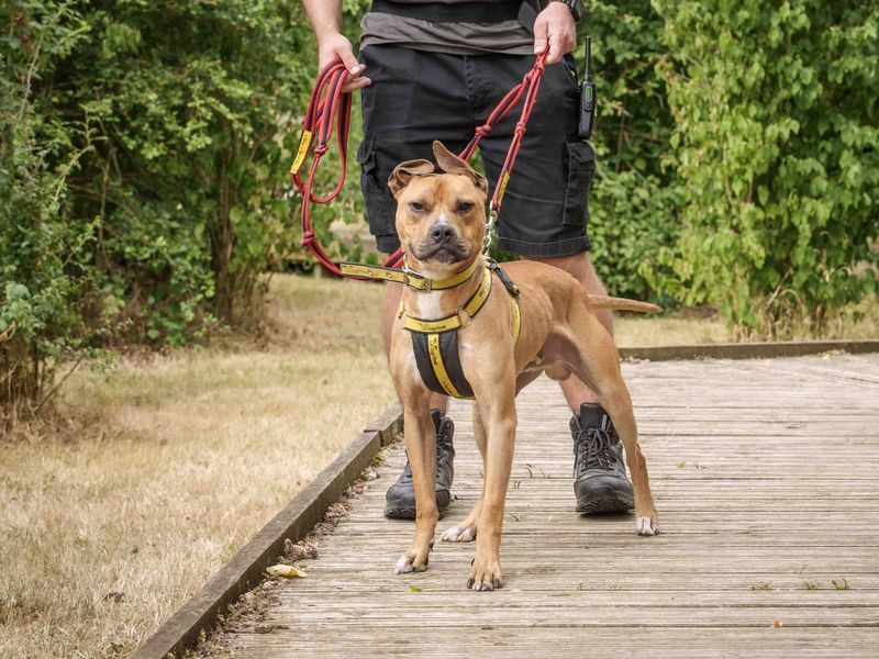 Squash | Terrier (Staffordshire Bull) Cross | Loughborough - 2