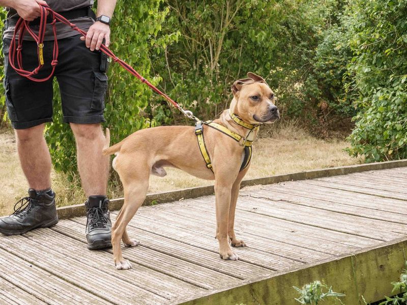 Squash | Terrier (Staffordshire Bull) Cross | Loughborough - 1