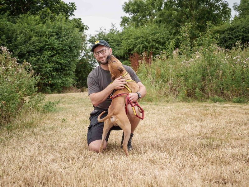 Squash | Terrier (Staffordshire Bull) Cross | Loughborough - 3