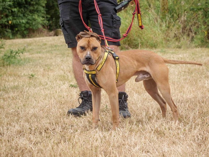 Squash | Terrier (Staffordshire Bull) Cross | Loughborough - 4
