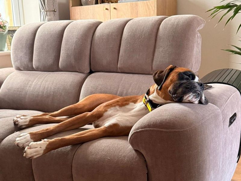 Wexford | Boxer | Basildon (Essex) - 3