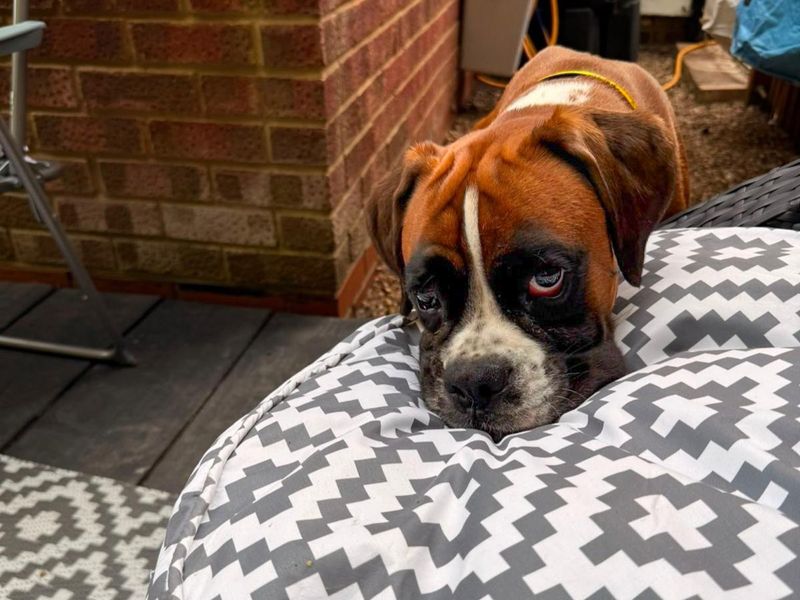 Wexford | Boxer | Basildon (Essex) - 1