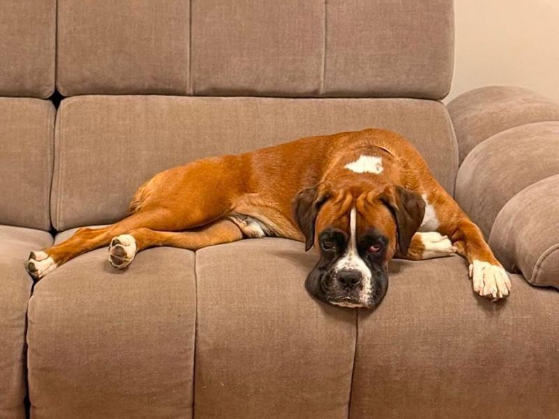 Wexford | Boxer | Basildon (Essex) - 4
