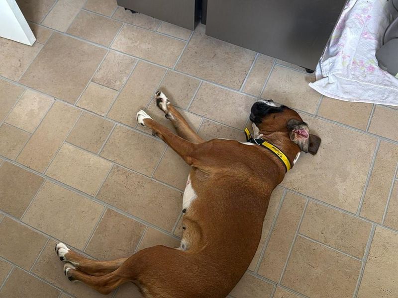Wexford | Boxer | Basildon (Essex) - 2