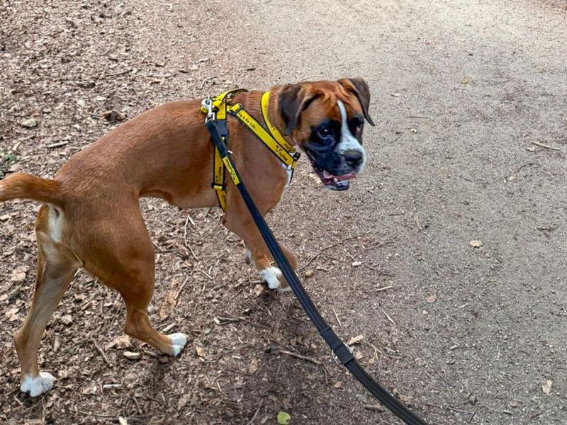 Wexford | Boxer | Basildon (Essex) - 5