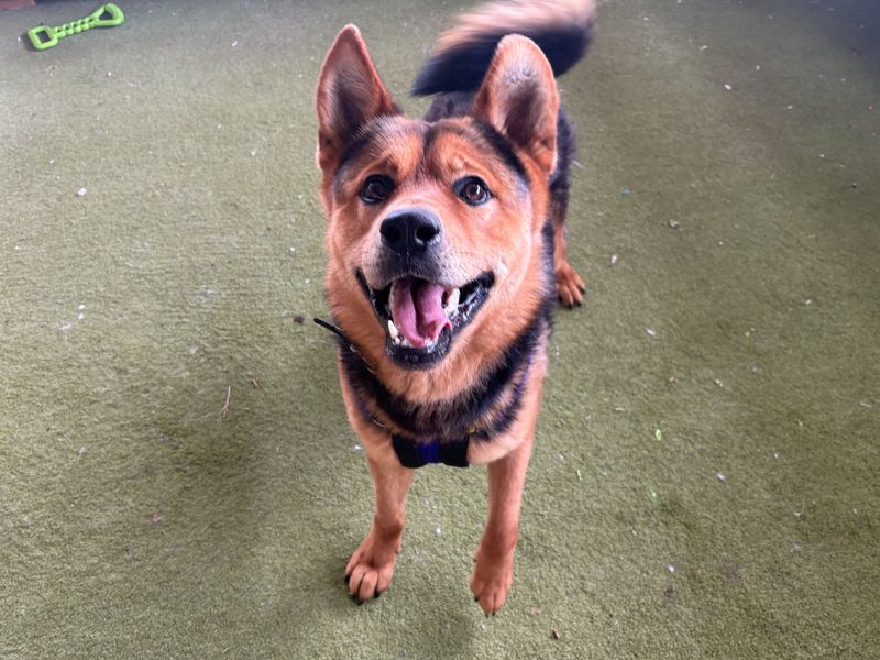 undefined | Rottweiler Cross | undefined - 3
