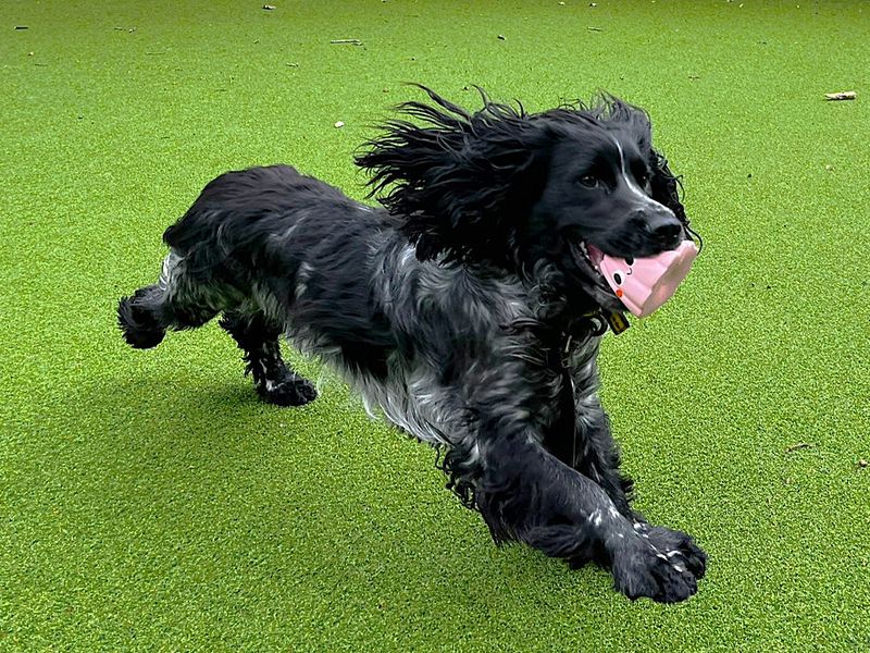 Womble | Spaniel (Cocker) | Canterbury - 3