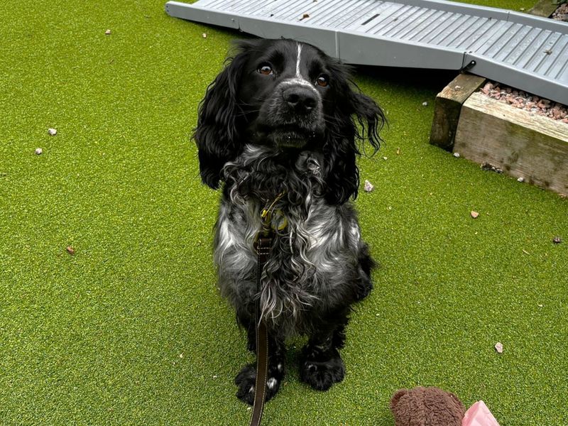 Womble | Spaniel (Cocker) | Canterbury - 4