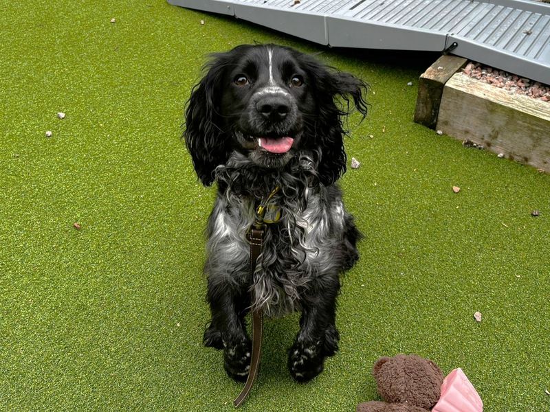 Womble | Spaniel (Cocker) | Canterbury - 1