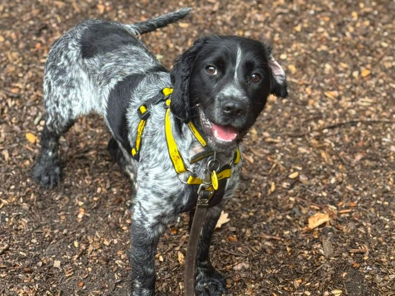 Womble | Spaniel (Cocker) | Canterbury - 2