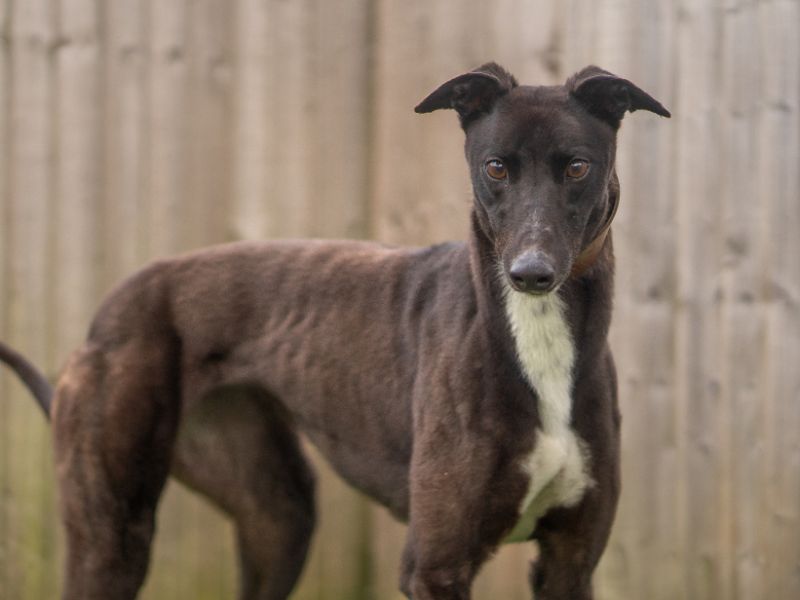 Wish | Greyhound | Kenilworth (West Midlands) - 1