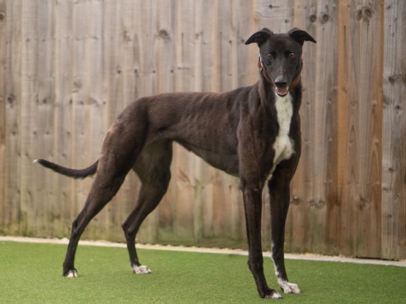 Wish | Greyhound | Kenilworth (West Midlands) - 2