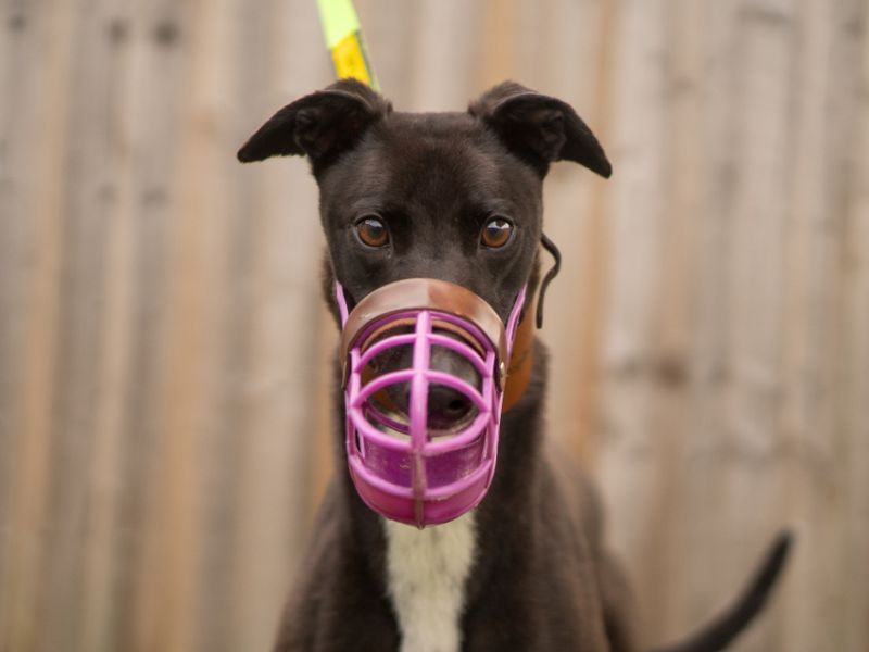 Wish | Greyhound | Kenilworth (West Midlands) - 7