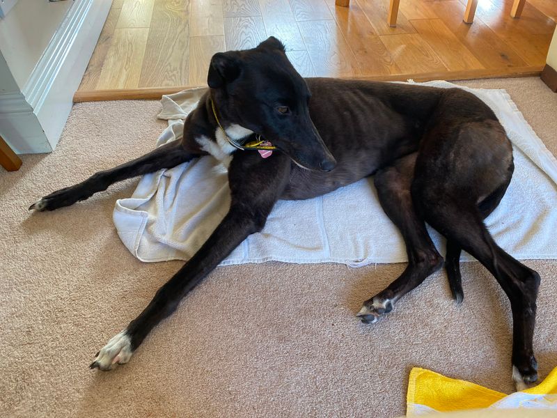 Wish | Greyhound | Kenilworth (West Midlands) - 5