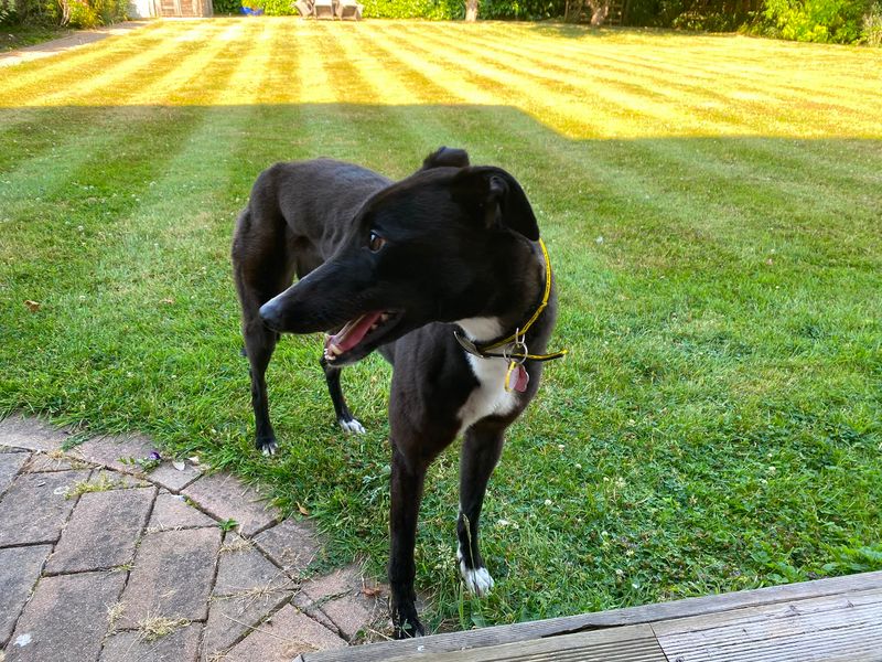 Wish | Greyhound | Kenilworth (West Midlands) - 6