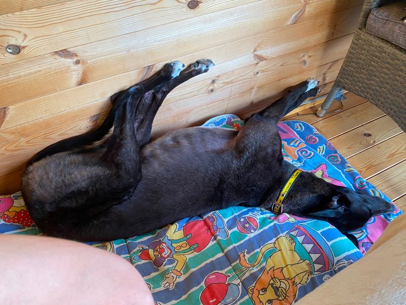 Wish | Greyhound | Kenilworth (West Midlands) - 3