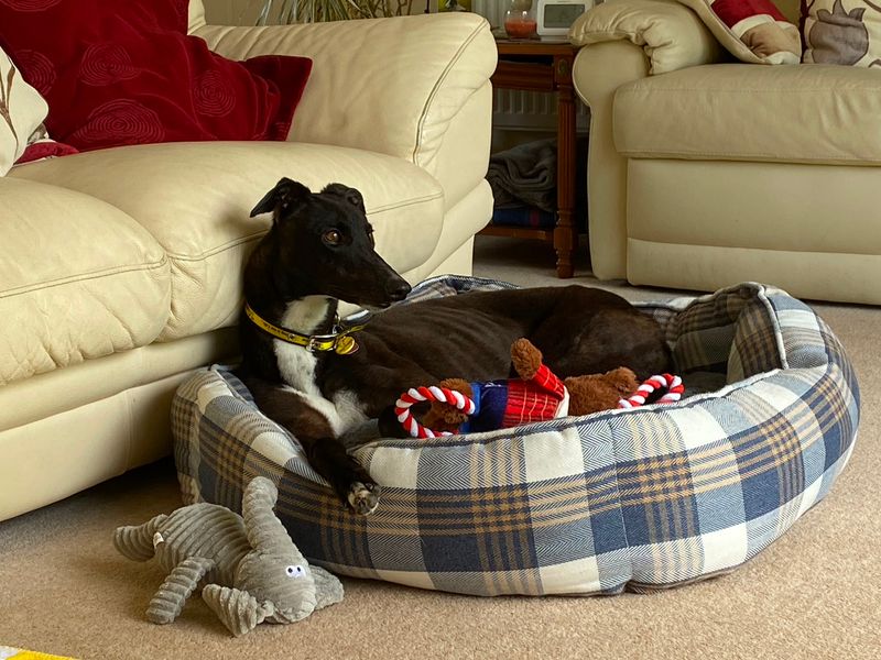 Wish | Greyhound | Kenilworth (West Midlands) - 4
