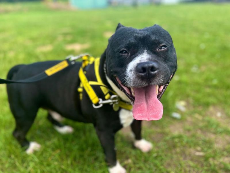 undefined | Terrier (Staffordshire Bull) | undefined - 3