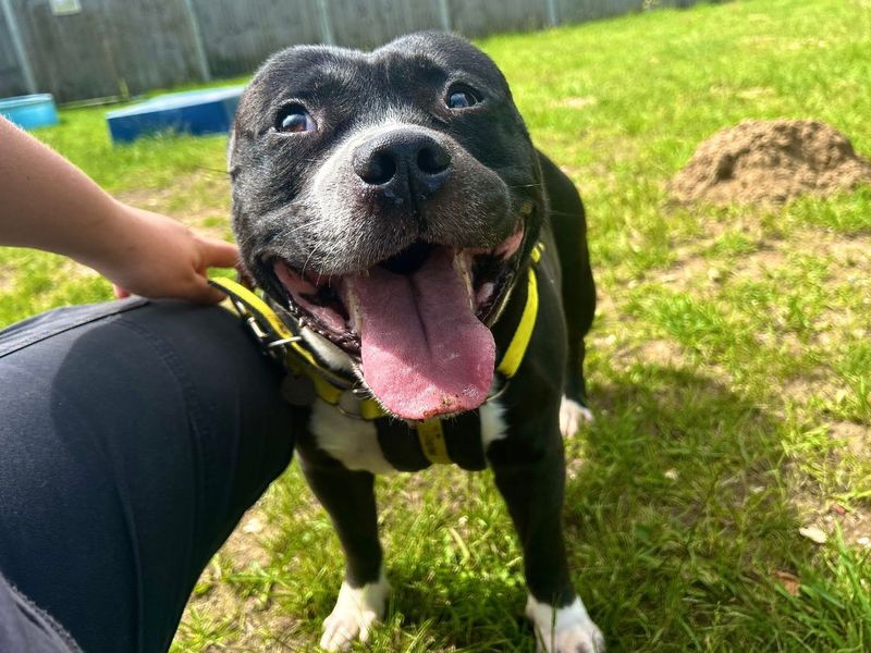 undefined | Terrier (Staffordshire Bull) | undefined - 2