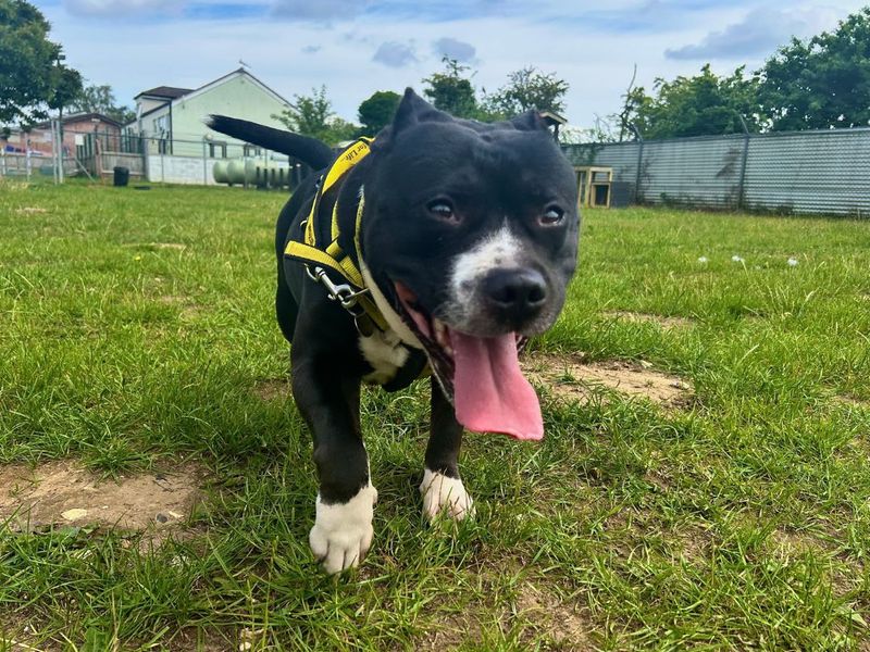 undefined | Terrier (Staffordshire Bull) | undefined - 5