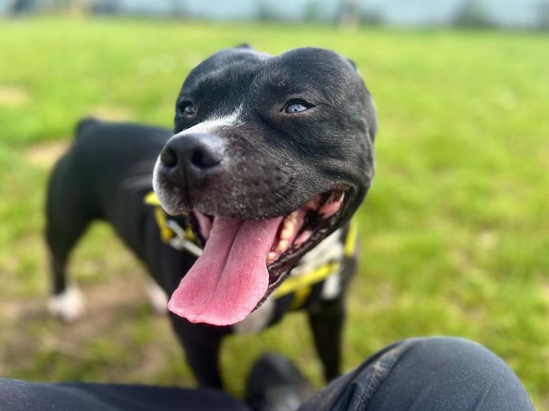 undefined | Terrier (Staffordshire Bull) | undefined - 4