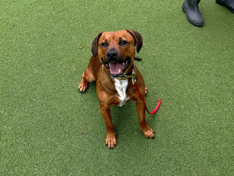 undefined | Terrier (Staffordshire Bull) Cross | undefined - 1