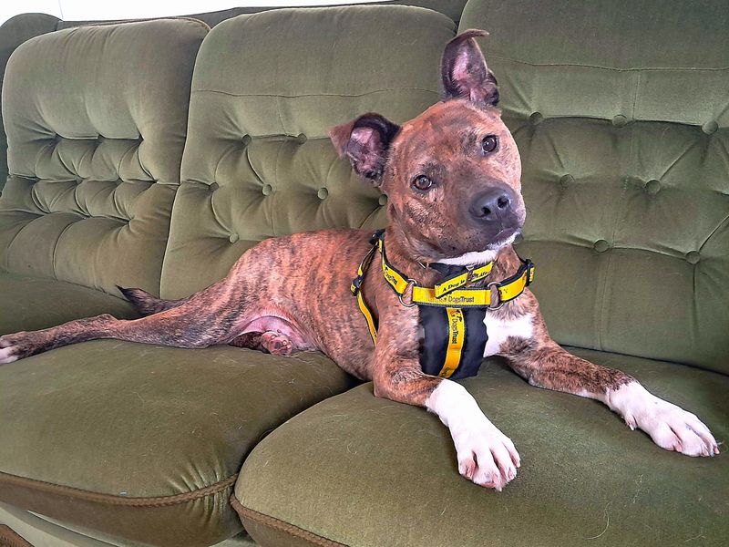 Wally | Terrier (Staffordshire Bull) Cross | Ballymena (Northern Ireland) - 4