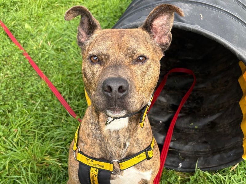 Wally | Terrier (Staffordshire Bull) Cross | Ballymena (Northern Ireland) - 2
