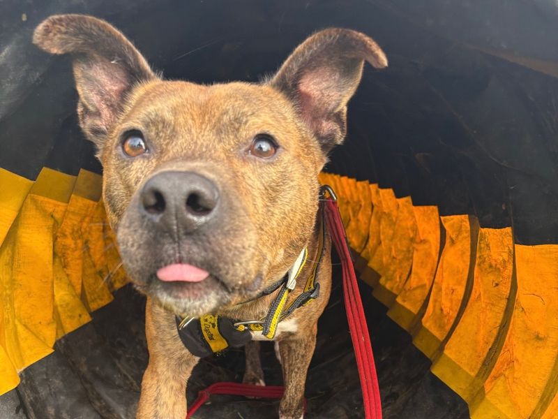 Wally | Terrier (Staffordshire Bull) Cross | Ballymena (Northern Ireland) - 3
