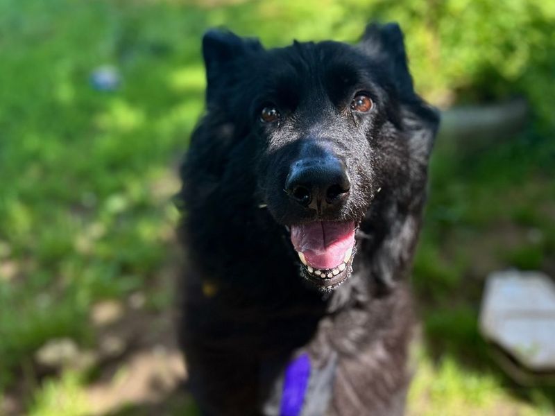 German Shepherd Dogs And Puppies For Adoption