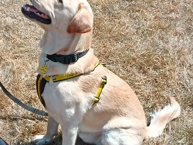 Sebo | Retriever (Labrador) | Loughborough - 1