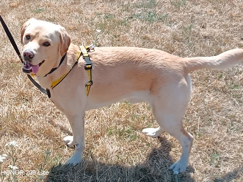 Sebo | Retriever (Labrador) | Loughborough - 2