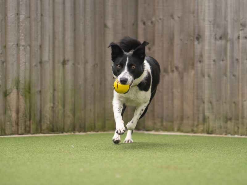 undefined | Collie (Border) | undefined - 2
