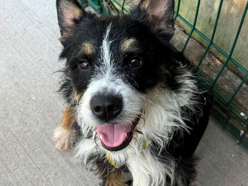 Liberty | Terrier (Jack Russell) Cross | Shrewsbury (Shropshire) - 2