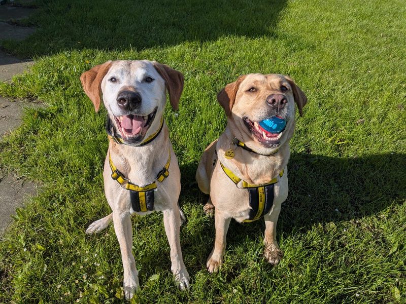 undefined | Retriever (Labrador) | undefined - 2