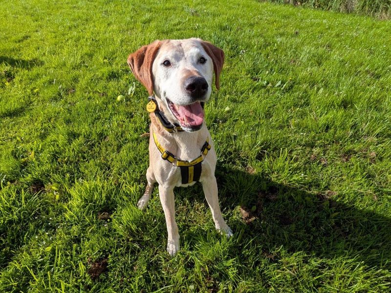 undefined | Retriever (Labrador) | undefined - 1
