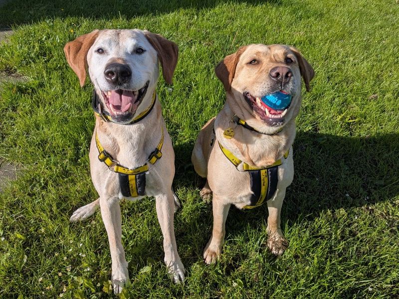 undefined | Retriever (Labrador) | undefined - 2