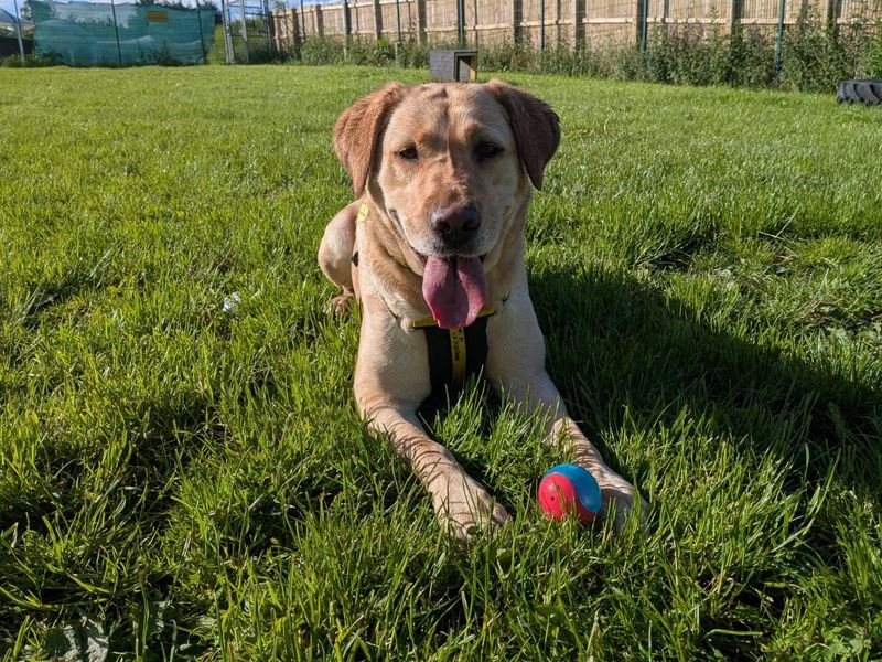 undefined | Retriever (Labrador) | undefined - 1